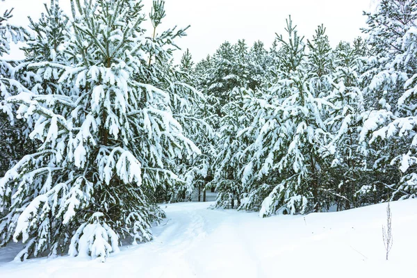 Winterwald im Schnee — Stockfoto