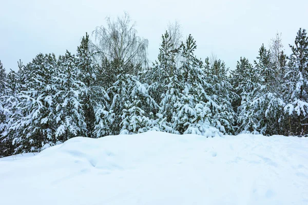 Floresta de inverno na neve — Fotografia de Stock