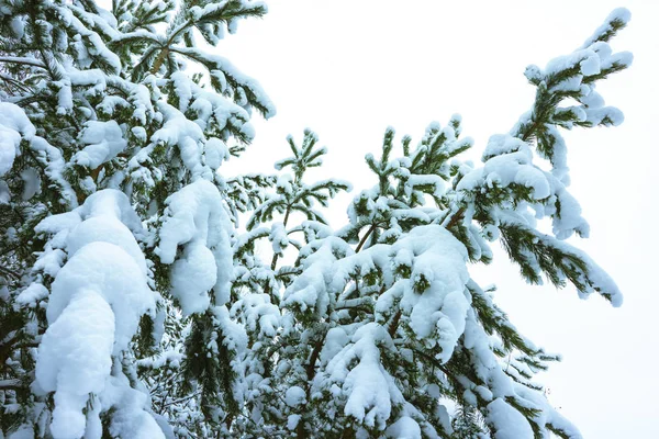 Foresta invernale nella neve — Foto Stock