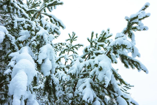 Bosque de invierno en la nieve —  Fotos de Stock