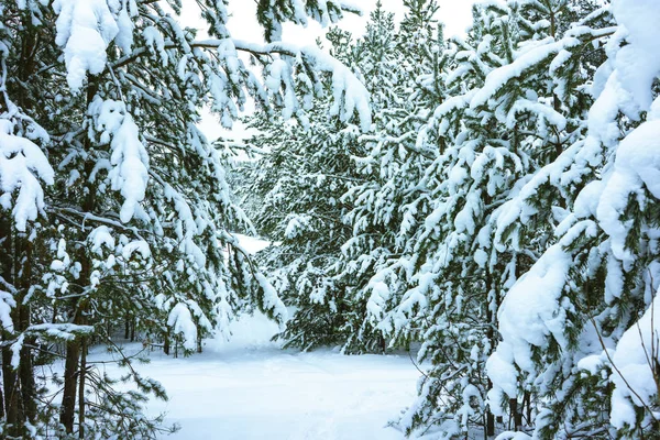 Floresta de inverno na neve — Fotografia de Stock
