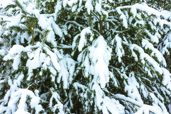 雪の冬の森 — ストック写真