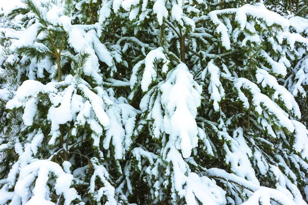 Vinterskog i snö — Stockfoto