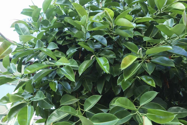 Ficus elastica no close up do verão — Fotografia de Stock