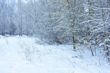 Kar altında kış parkı