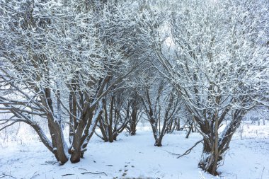 Kar altında kış parkı