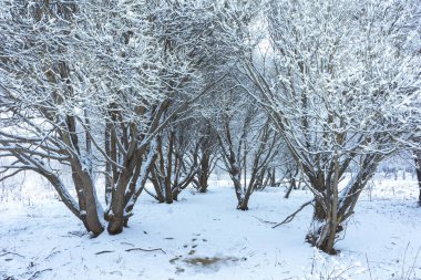 Kar altında kış parkı