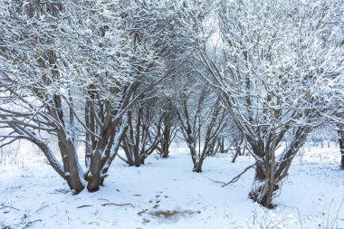 Kar altında kış parkı
