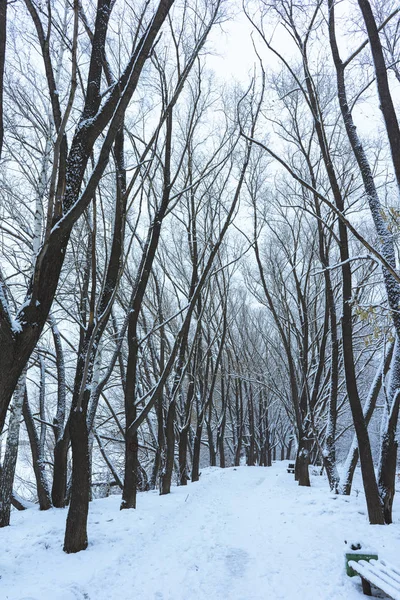 雪の冬の公園 — ストック写真