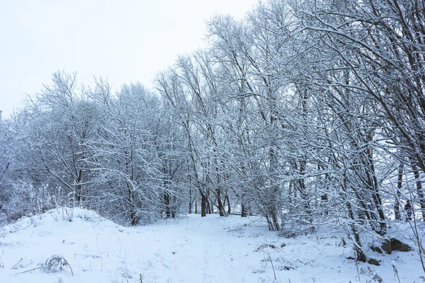 Winter Park in Snow — Stock Photo, Image