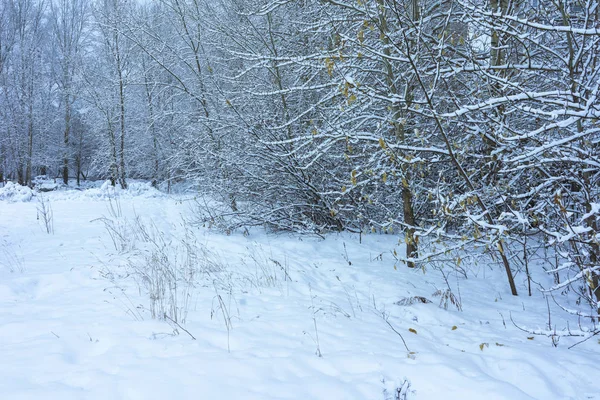 Parque de inverno na neve — Fotografia de Stock