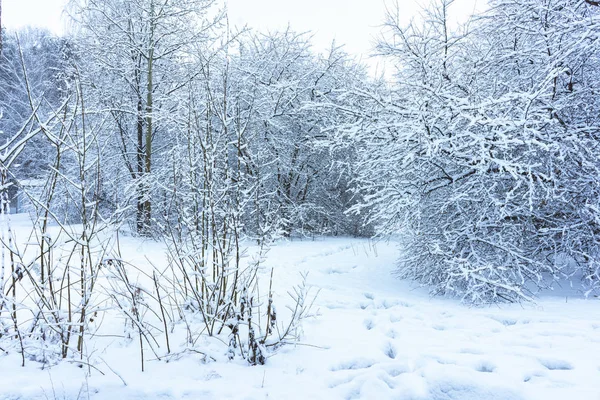 Parque de inverno na neve — Fotografia de Stock