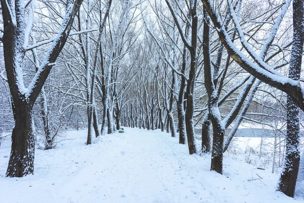 Parque de inverno na neve — Fotografia de Stock