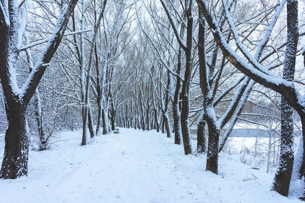 Parque de inverno na neve — Fotografia de Stock