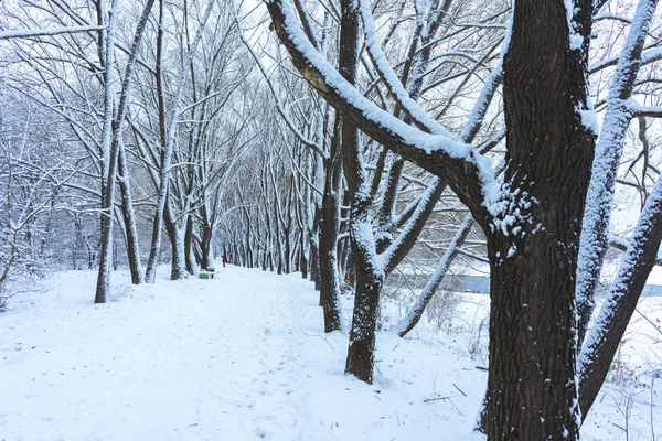 Parque de inverno na neve — Fotografia de Stock