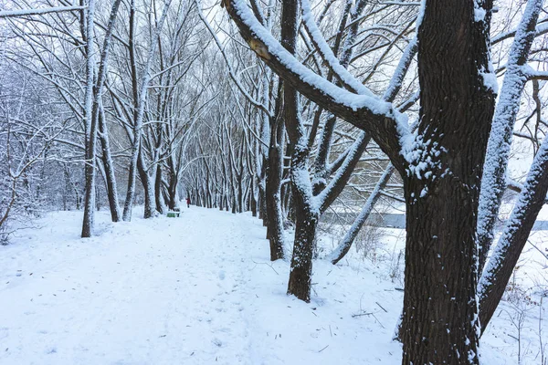 Parque de inverno na neve — Fotografia de Stock