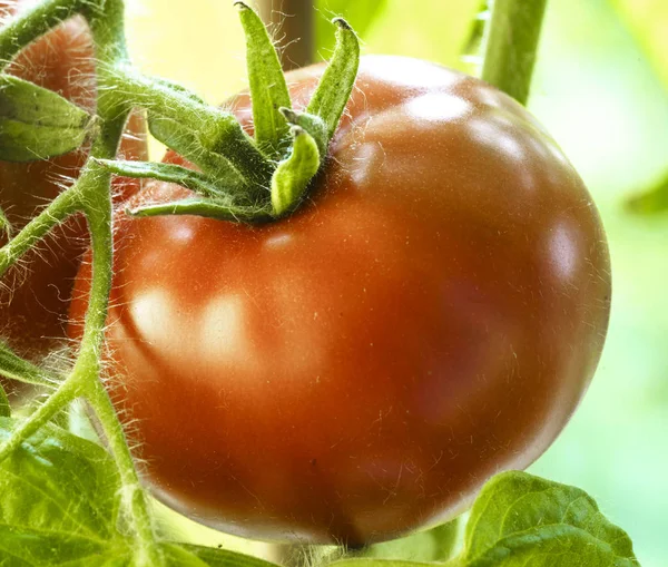 Rijpe natuurlijke tomaten — Stockfoto