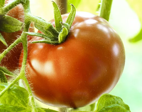 Rijpe natuurlijke tomaten — Stockfoto