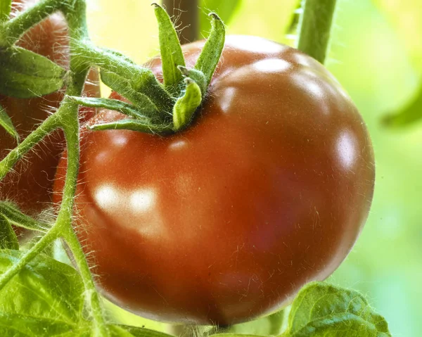 Rijpe natuurlijke tomaten — Stockfoto