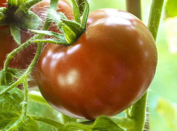 Dojrzałe pomidory naturalne — Zdjęcie stockowe