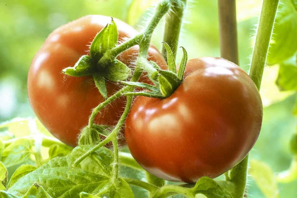 Dojrzałe pomidory naturalne — Zdjęcie stockowe