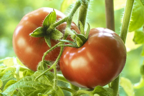 Tomates naturais maduros — Fotografia de Stock