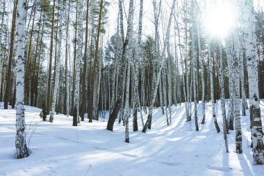 Kış Huş Ağaçları Ormanda Güneşli Gün