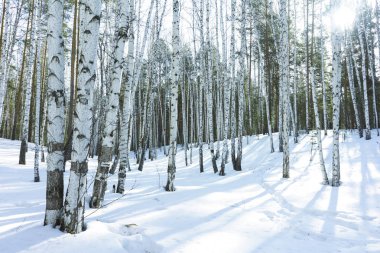Kış Huş Ağaçları Ormanda Güneşli Gün