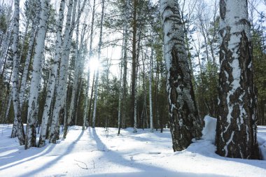 Kış Huş Ağaçları Ormanda Güneşli Gün