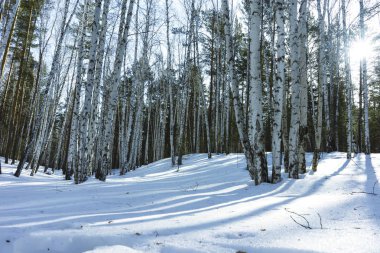 Kış Huş Ağaçları Ormanda Güneşli Gün