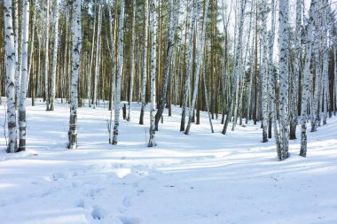Kış Huş Ağaçları Ormanda Güneşli Gün