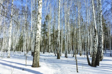 Kış Huş Ağaçları Ormanda Güneşli Gün