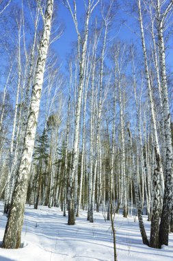 Kış Huş Ağaçları Ormanda Güneşli Gün