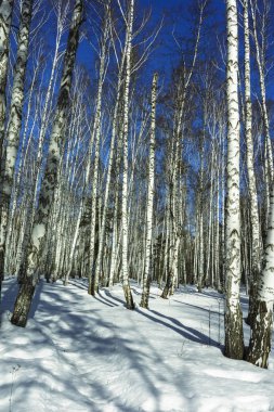 Kış Huş Ağaçları Ormanda Güneşli Gün