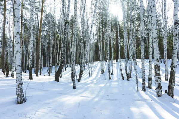 Napsütéses nap télen Birch fák erdő — Stock Fotó