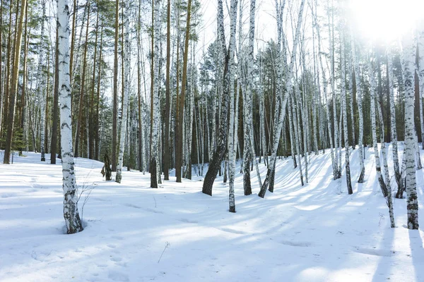 Солнечный день в зимнем березовом лесу — стоковое фото