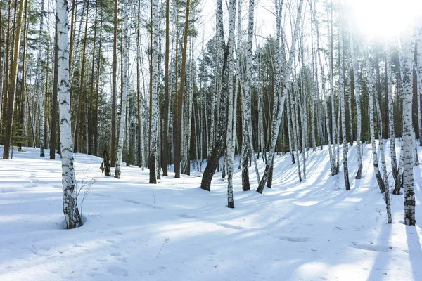 Napsütéses nap télen Birch fák erdő — Stock Fotó