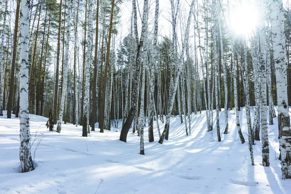 Napsütéses nap télen Birch fák erdő — Stock Fotó