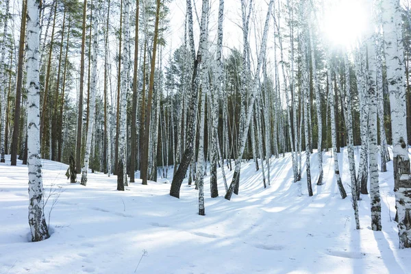 Napsütéses nap télen Birch fák erdő — Stock Fotó