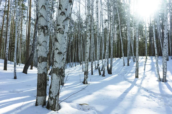 겨울 자작 나무 숲에서 화창한 날 — 스톡 사진