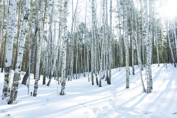 Dia ensolarado no inverno Floresta de bétulas — Fotografia de Stock