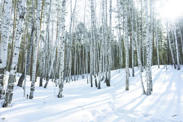 Napsütéses nap télen Birch fák erdő — Stock Fotó