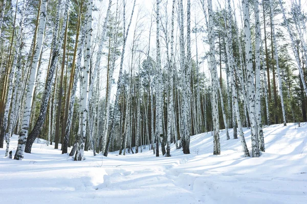 Día soleado en el bosque de abedules de invierno — Foto de Stock