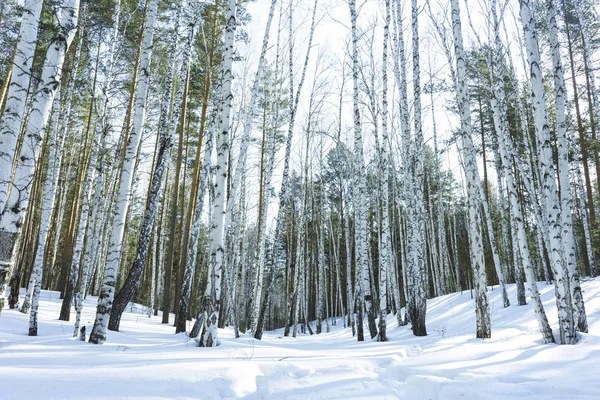 Día soleado en el bosque de abedules de invierno — Foto de Stock