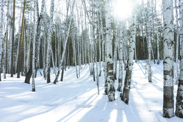 Giorno soleggiato in foresta di betulle invernale — Foto Stock