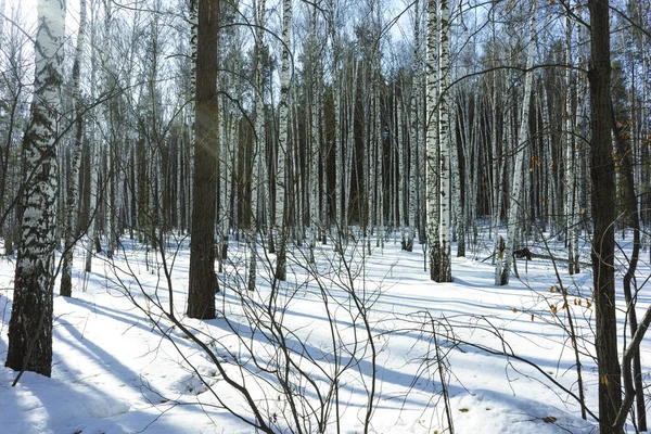 Dia ensolarado no inverno Floresta de bétulas — Fotografia de Stock