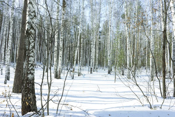 Sonniger Tag im Winter Birken Wald — Stockfoto