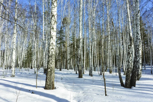 Солнечный день в зимнем березовом лесу — стоковое фото