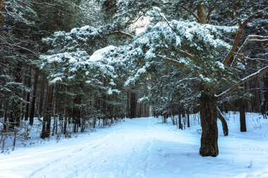 Sunset 'te Kış Ormanı