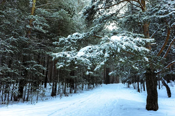 Floresta de neve de inverno no pôr do sol — Fotografia de Stock